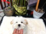 Dizayn Irk Morkie yavrular