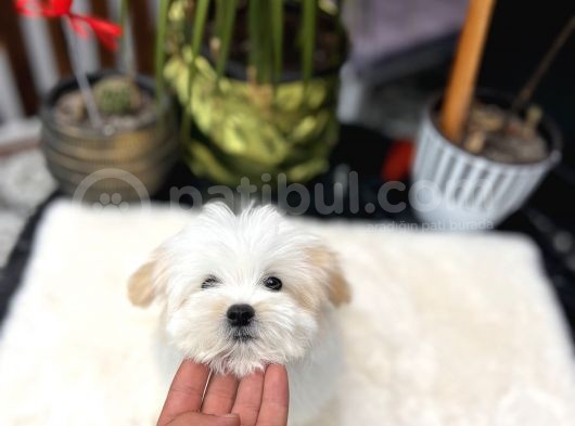 Dizayn Irk Morkie Yavrular