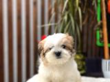 Treecolor Morkie