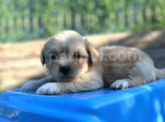Orjinal Maltipoo Yavrum görsel