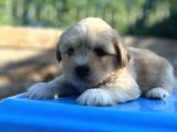 Orjinal maltipoo yavrum