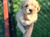 Minnoş Maltipoo