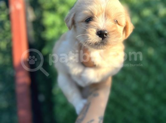 Minnoş Maltipoo görsel