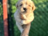 Minnoş Maltipoo