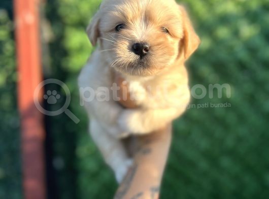 Minnoş Maltipoo görsel