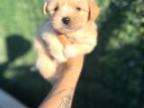 Minnoş maltipoo