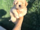 Minnoş Maltipoo