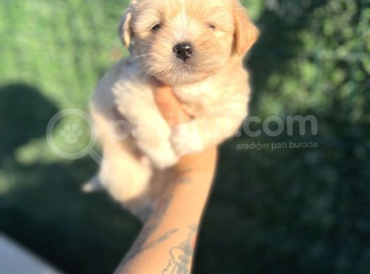 Minnoş Maltipoo görsel