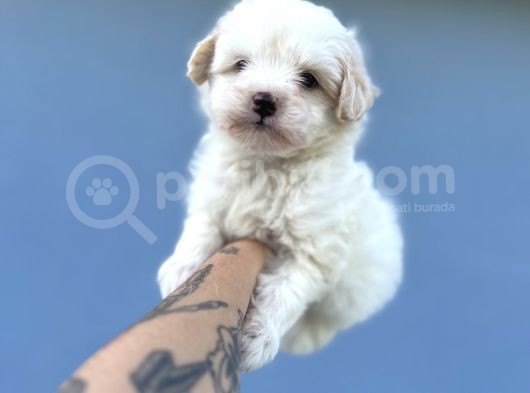 Küçük Morkie