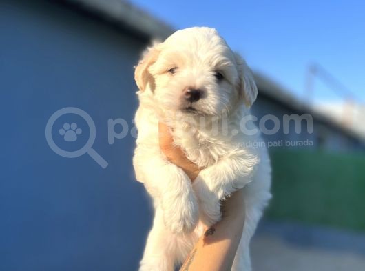 White Maltipoo