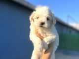 White Maltipoo