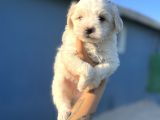 White Maltipoo