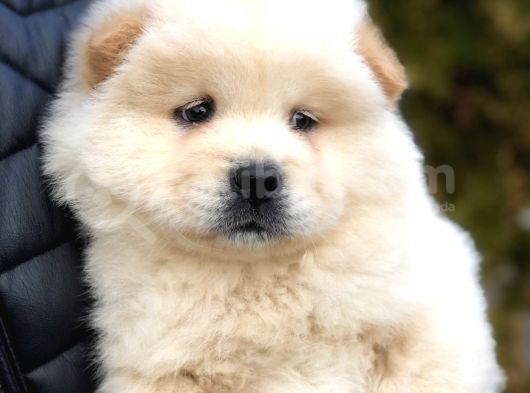 Chow Chow Yavrular görsel
