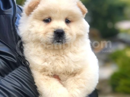 Chow Chow Yavrular görsel
