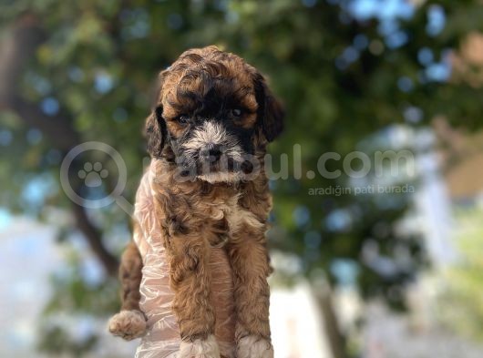 Özel Ve Nadi̇r Renk Poodle Yavrusu görsel