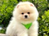 Safkan Pomeranian Boo Yavrularımız