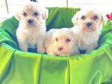 Ev Doğumu Maltipoo Bebekler