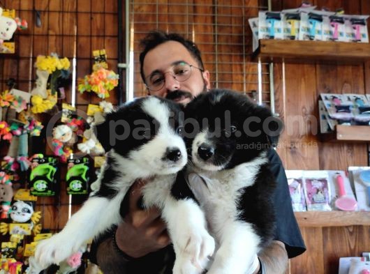 Dunyani̇n En Zeki̇ Irki Border Collie