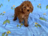 Mini Boy Toy Poodle Oğlumuz