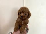0 Numara Erkek Red Toy Poodle Oğlumuz