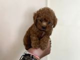 0 Numara Erkek Red Toy Poodle Oğlumuz