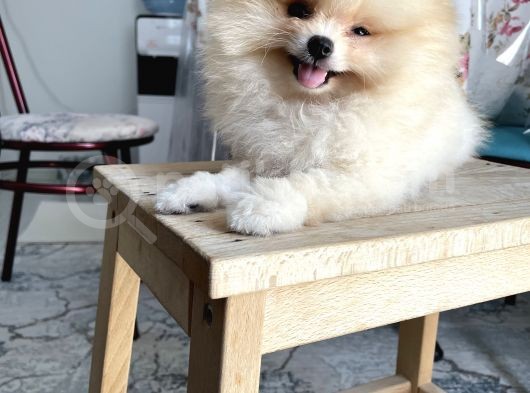 Pomeranian Boo Teddy Bear görsel
