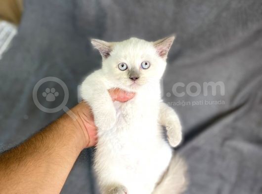 Bluepoi̇nt Bri̇ti̇sh Shorthai̇r Bebekler görsel