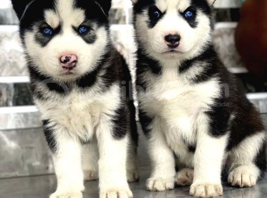 Husky Yavrular Tesli̇me Hazir