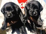 BLACK LABRADOR YAVRULARIM TESLİME HAZIR