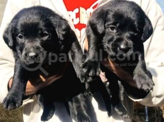 Black Labrador Yavrularim Tesli̇me Hazir