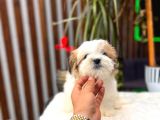 Sevimli Morkie Yavrumuz