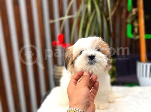 Sevimli Morkie Yavrumuz görsel