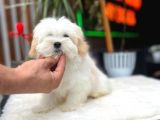 Türkiyenin En Güzel Morkie Yavrusu