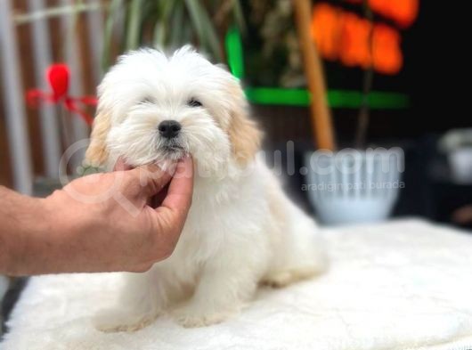 Türkiyenin En Güzel Morkie Yavrusu görsel