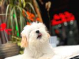 Türkiyenin en güzel morkie yavrusu