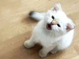 Erkek Safkan Mavi Gözlü British Shorthair  2 Aylık