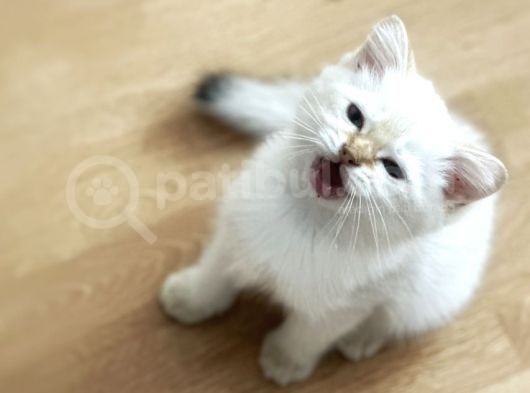 Erkek Safkan Mavi Gözlü British Shorthair  2 Aylık görsel