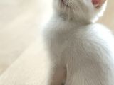 Erkek Safkan Mavi Gözlü British Shorthair  2 Aylık