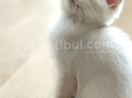 Erkek Safkan Mavi Gözlü British Shorthair  2 Aylık görsel
