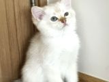 Erkek Safkan Mavi Gözlü British Shorthair  2 Aylık