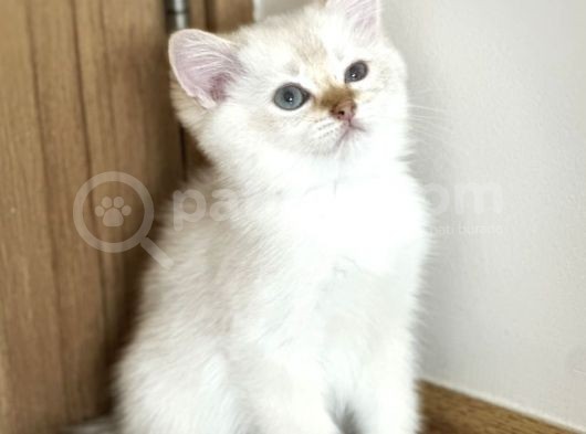 Erkek Safkan Mavi Gözlü British Shorthair  2 Aylık görsel