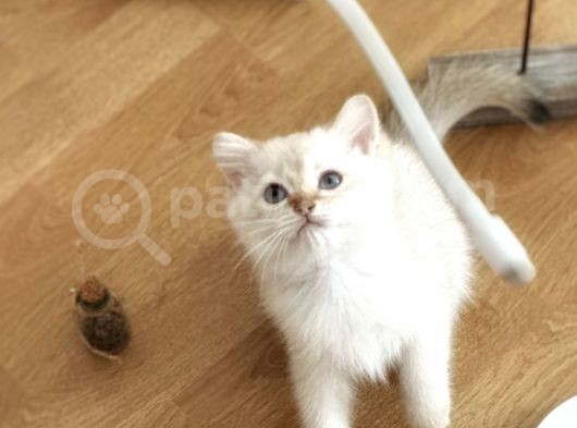 Erkek Safkan Mavi Gözlü British Shorthair  2 Aylık