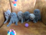 Damizlik Safkan Irk Scottish Foldbritihs Shorthair 