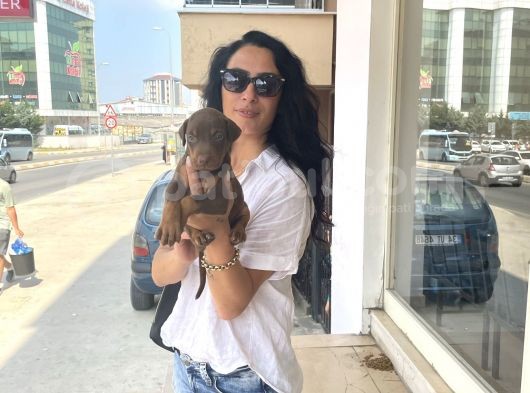 Doberman Kızıl Ve Siyah Yavrularım Sağlık Ve Irk Garantildir görsel