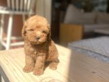 Avuç Içi Mutluluk Poodle Oğlumuz