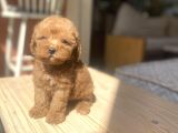 Avuç Içi Mutluluk Poodle Oğlumuz