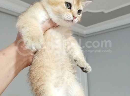 Üst Düzey  Gen Hatti Golden Di̇şi̇ Bebek görsel