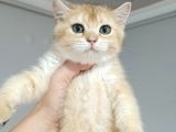 ÜST DÜZEY  GEN HATTI GOLDEN DİŞİ BEBEK