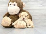 Tea Cup Malti̇poo Yavrulari