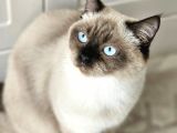 British Shorthair kedilerime yuva arıyorum